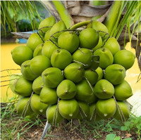 Thai Verity Coconut Plant  sapling(Pack of 1)