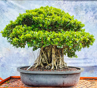 Cloud Farm Ficus Bonsai  sapling(Hybrid, Pack of 1)