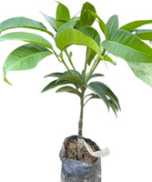 Purchase Rmb RMB Thai alltime grafted mango Mango Plant sapling(Hybrid, Pack of 1 ...