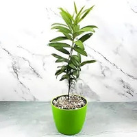 LifeShowMe All Spice Plant  sapling(Hybrid, Pack of 1)