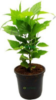 Cloud Farm Parijat/Harsingar Plant  sapling(Hybrid, Pack of 1)