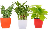 Gabbro Two Layer Bamboo Plant, Money Plant, Jade Plant  sapling(Hybrid, Pack of 3)