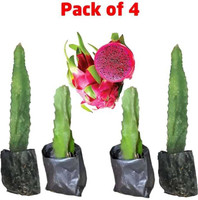 LATOSTAZAS Dragon Tree  sapling(Hybrid, Pack of 4)