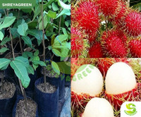 SHREYAGREEN Rambutan Plant  sapling(Hybrid, Pack of 1)