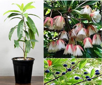 DOOR TO GARDEN Rudraksh Live Plant  sapling(Hybrid, Pack of 1)
