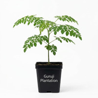 Guruji Plantation Moringa Plant  sapling(Pack of 1)