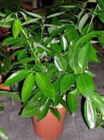 DOOR TO GARDEN Bay Leaf Plant  sapling(Hybrid, Pack of 1)
