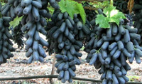 Risenshine Grapes Plant  sapling(Hybrid, Pack of 1)