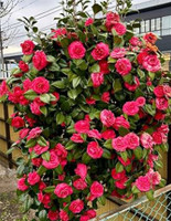 URMILA ENTERPRISE Rose Plant  sapling(Hybrid, Pack of 1)