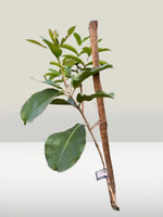 KNursery Jamun Plant  sapling(Pack of 1)