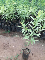 Cloud Farm White Sandalwood Plant  sapling(Hybrid, Pack of 1)