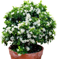 DEY CRAFT Madhu Kamini Plant  sapling(Hybrid, Pack of 1)