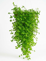 evergreen bliss Turtle Vine Plant  sapling(Pack of 1)
