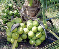 Ayushgreenplant Coconut Plant  sapling(Hybrid, Pack of 1)