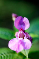 WILLVINE Bush Balsam Lavender Seeds for Indoor & Outdoor Seed(50 per packet)