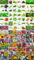 Aero Seeds Combo 50F+50V Seed(100 per packet)