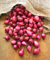 CRGO ONION , PYAAZ Seed(250 per packet)