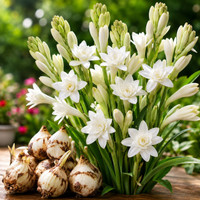 Arshiayat RajaniGandha Bulbs, Organic Tube Rose, Rajanigandha Hybird Seed(5 per packet)