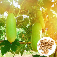 BaidyaNursery Ash Gourd, Winter Melon, Wax Gourd, White Pumpkin, Chalkumro Seed(16 per packet)