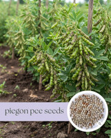 KRISHIVANTA TUVAR, ARHAR Seed(1 per packet)