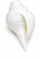 Klassie Stores Baynavarti Loud Blowing Shankh, Vamavarti Left Opening Shankh for Puja, Mandir Blowing Shankh(White)