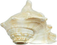 HVS Shankh for blowing kata shankh natural Blowing Shankh(White)