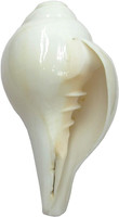 Thenkumari Blowing Conch Shell Shankh for Pooja (White, Medium 12cm) Blowing Shankh(White)