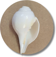MINDZ4U Loud Blowing Shank (6 Inch) | Vishnu Blowing Shank (White) Sacred Shankh(White)