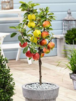 Wrenna Apple Plant  sapling(Hybrid, Pack of 1)