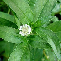 PetalPath Bhringraj Plant  sapling(Hybrid, Pack of 1)