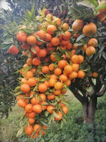 GREENCITY Orange Plant  sapling(Hybrid, Pack of 1)