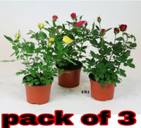 Bakuchi Rose Plant  sapling(Hybrid, Pack of 1)
