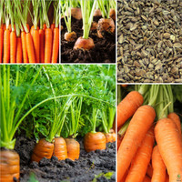 PNOQO Carrot Sweet Crunchy Root Vegetable Seed(2438 per packet)