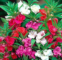 Mozette Balsam Seed(40 per packet)