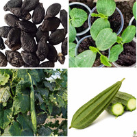PNOQO Ridge Gourd Seed(145 per packet)