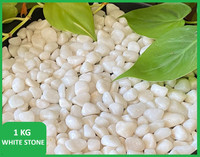 SMAB White Pebble Stones 1 KG for Plants Garden Aquarium Decoration Marble Polished Asymmetrical Marble Stone(White 1 kg)