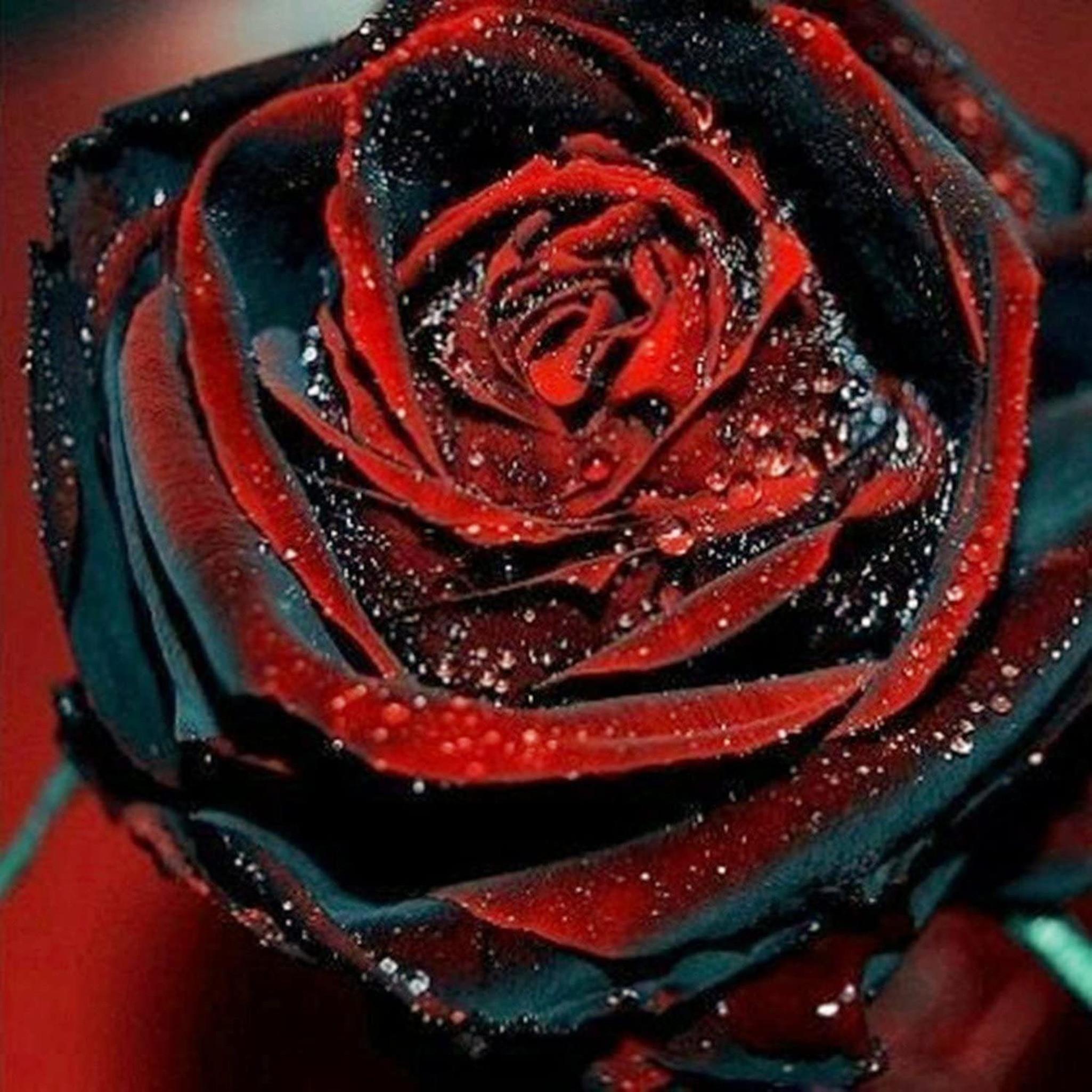 Black Rose Flower Plant In India Best Flower Site