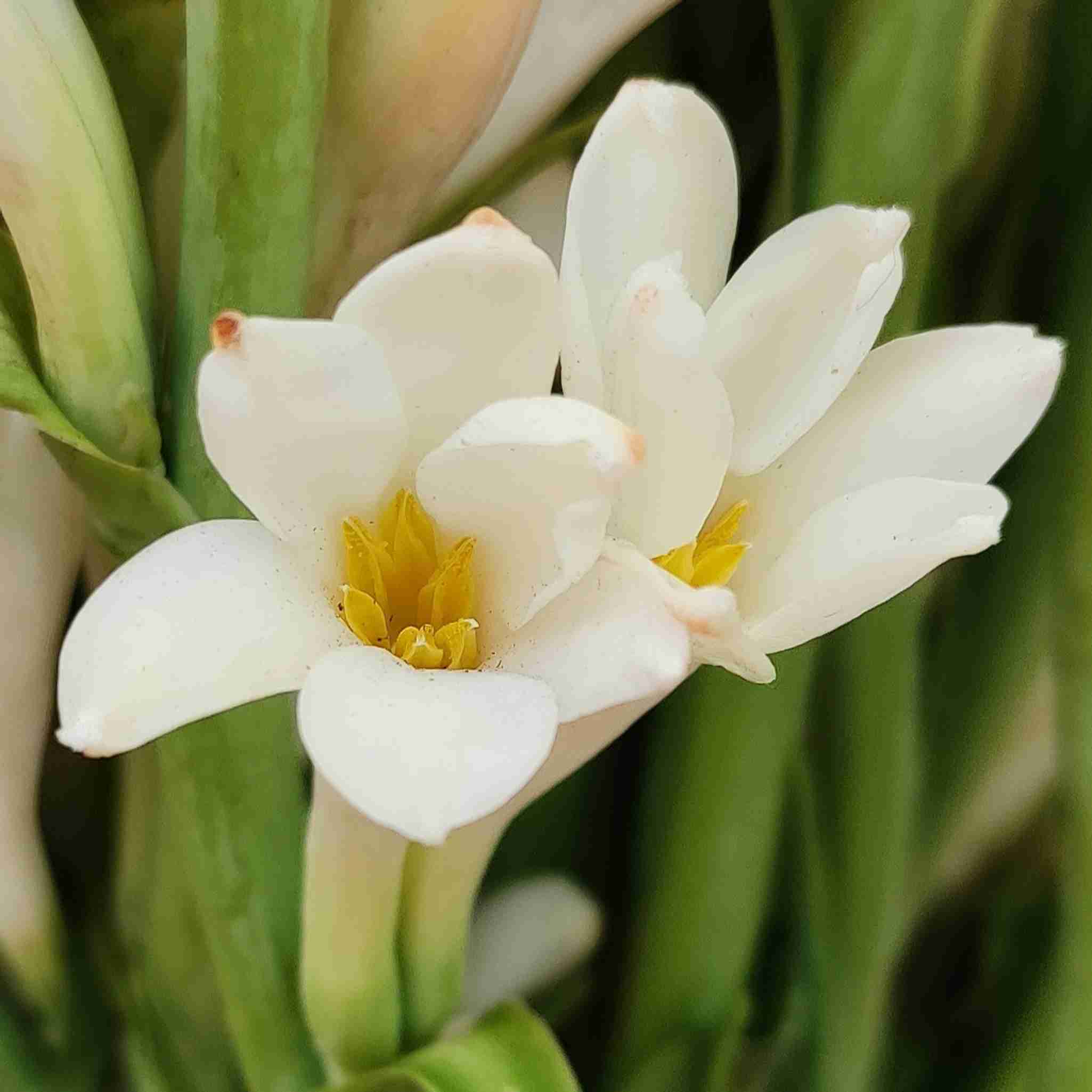 NavaUrja Rajnigandha Bulb, Tuberose, Polianthes Tuberosa, Nishigandha