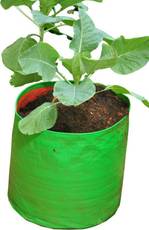 Evergreen Terrace gardening 12"x15" - (10 Nos) Grow Bag Image
