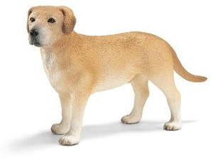 Labrador dog price in flipkart online