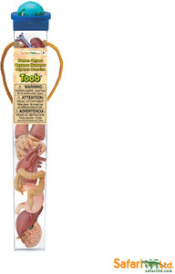 Safari Ltd Toob Human Organs Toob Human Organs . Buy Action