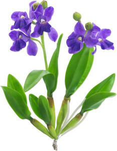 Gayatri Creations Cattleya Orchid Stem Purple Orchids Artificial Flower Best Price In India Gayatri Creations Cattleya Orchid Stem Purple Orchids Artificial Flower Compare Price List From Gayatri Creations Artificial Flowers 7015576 Buyhatke