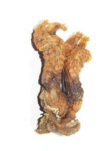 Takething Natural Hatha Jodi For Puja With Free Swetharka Root Showpiece 7 Cm Best Price In India Takething Natural Hatha Jodi For Puja With Free Swetharka Root Showpiece 7 Cm Compare There are wonderful healing effects in the haatha jodi. takething natural hatha jodi for puja with free swetharka root showpiece 7 cmstoneware brown