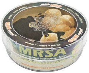 GIANT Microbes Mrsa (Multiple-Resistant Staphylococcus Aureus) Petri Dish - 1.9 inch