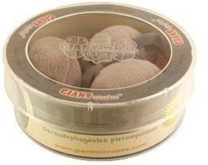 Giant Microbes Dust Mite Petri Dish - 1.9 inch