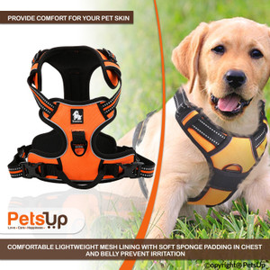 body belt for labrador