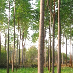 Blueline Melia Dubia 1kg Seeds Malabar Neem Wood Melia Composita Malai Vembu Hebbevu Kaadu Bevu Seed Best Price In India Blueline Melia Dubia 1kg Seeds Malabar Neem Wood Melia Composita Malai It is renowned for producing fruiting bodies expect malabar coast magic mushroom to have an average potency and a quicker onset. blueline melia dubia 1kg seeds malabar