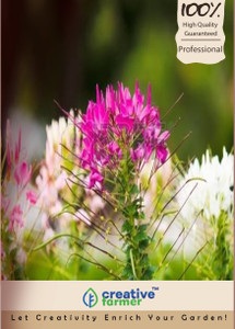 Creative Farmer Flower Seeds Bee Plants Kitchen Garden Pack Seed