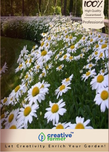Creative Farmer Flower Seeds Dimorphothica White King Kitchen Garden Pack Seed