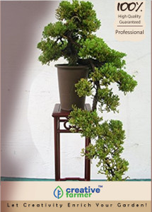 Creative Farmer Bonsai Plant East Indian Rosewood Bonsai Tree Seeds For Indian Climate Seed Best Price In India Creative Farmer Bonsai Plant East Indian Rosewood Bonsai Tree Seeds For Indian Climate